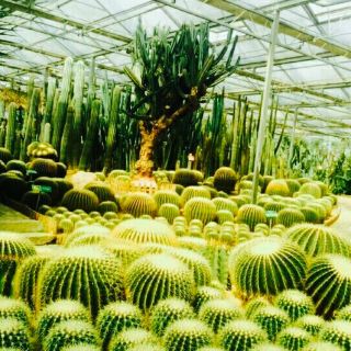 天宫庄园桑果采摘