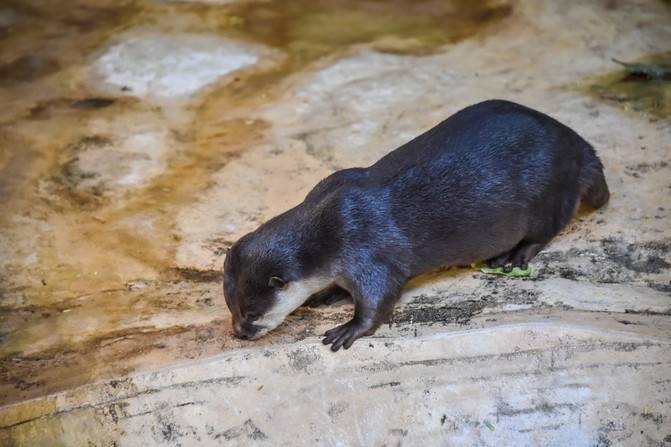 游泳高手水獭