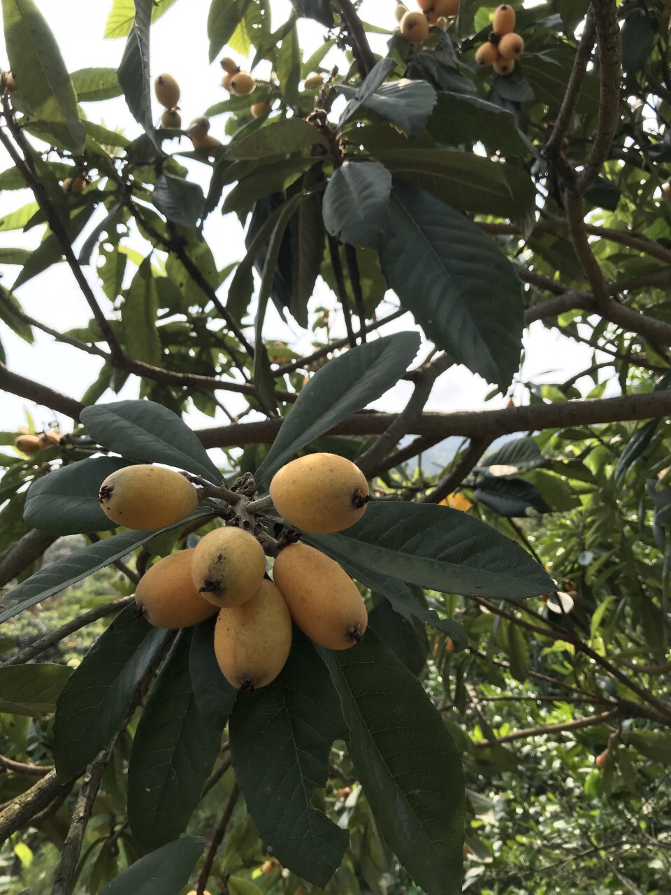 香蜜山果莊