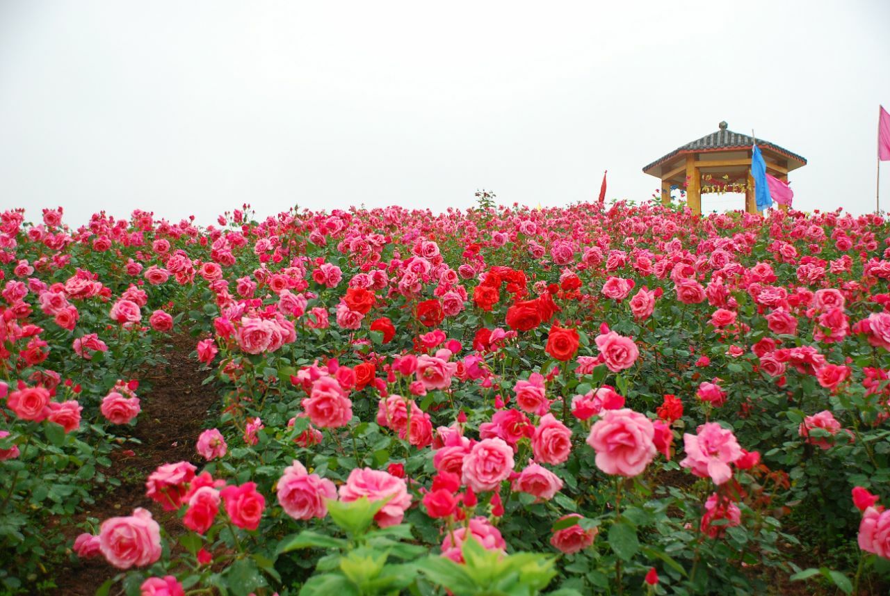 七彩玫瑰花海图片