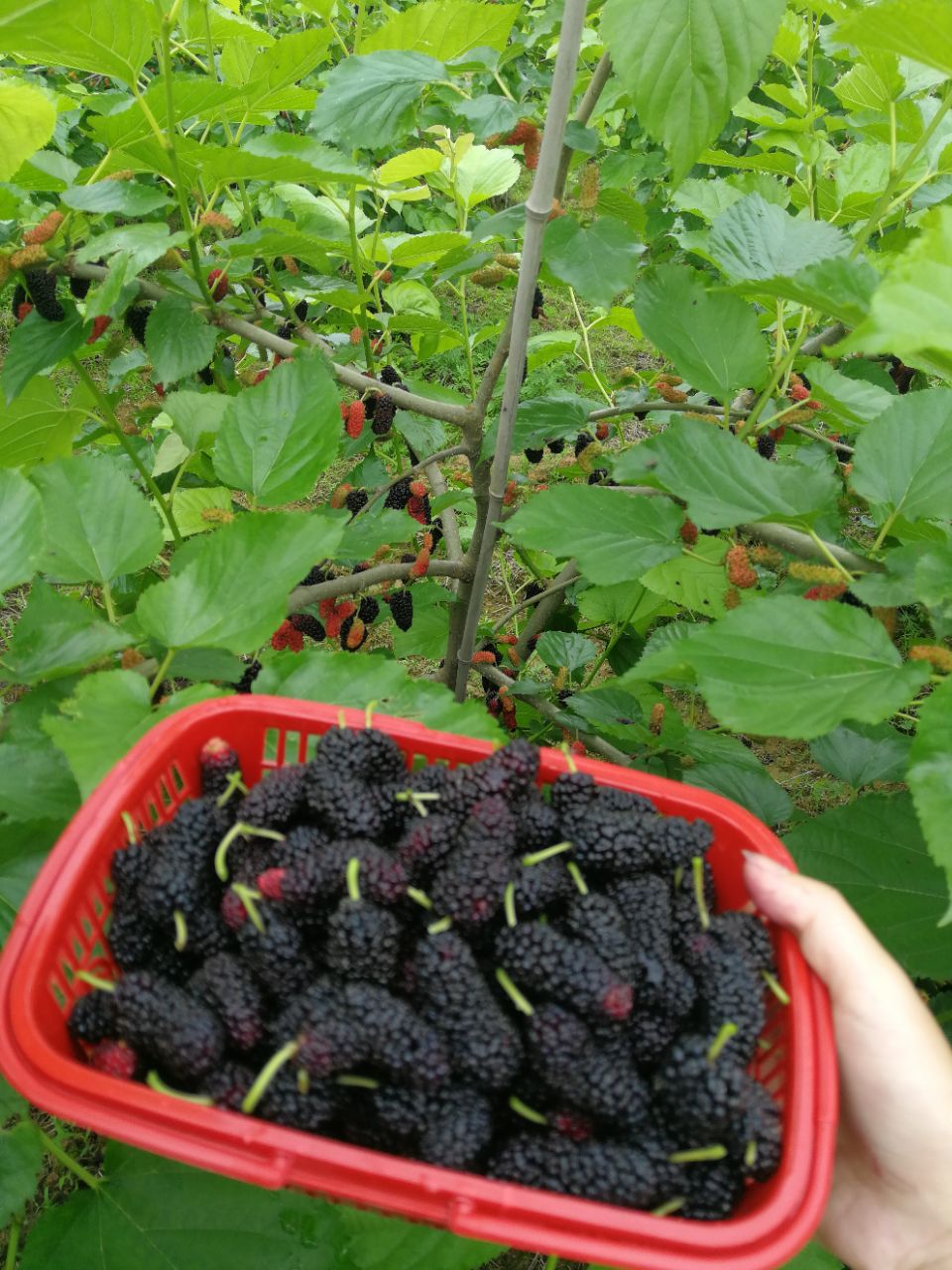 绿色沙洲生态农庄