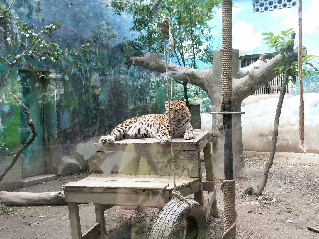 成都動物園