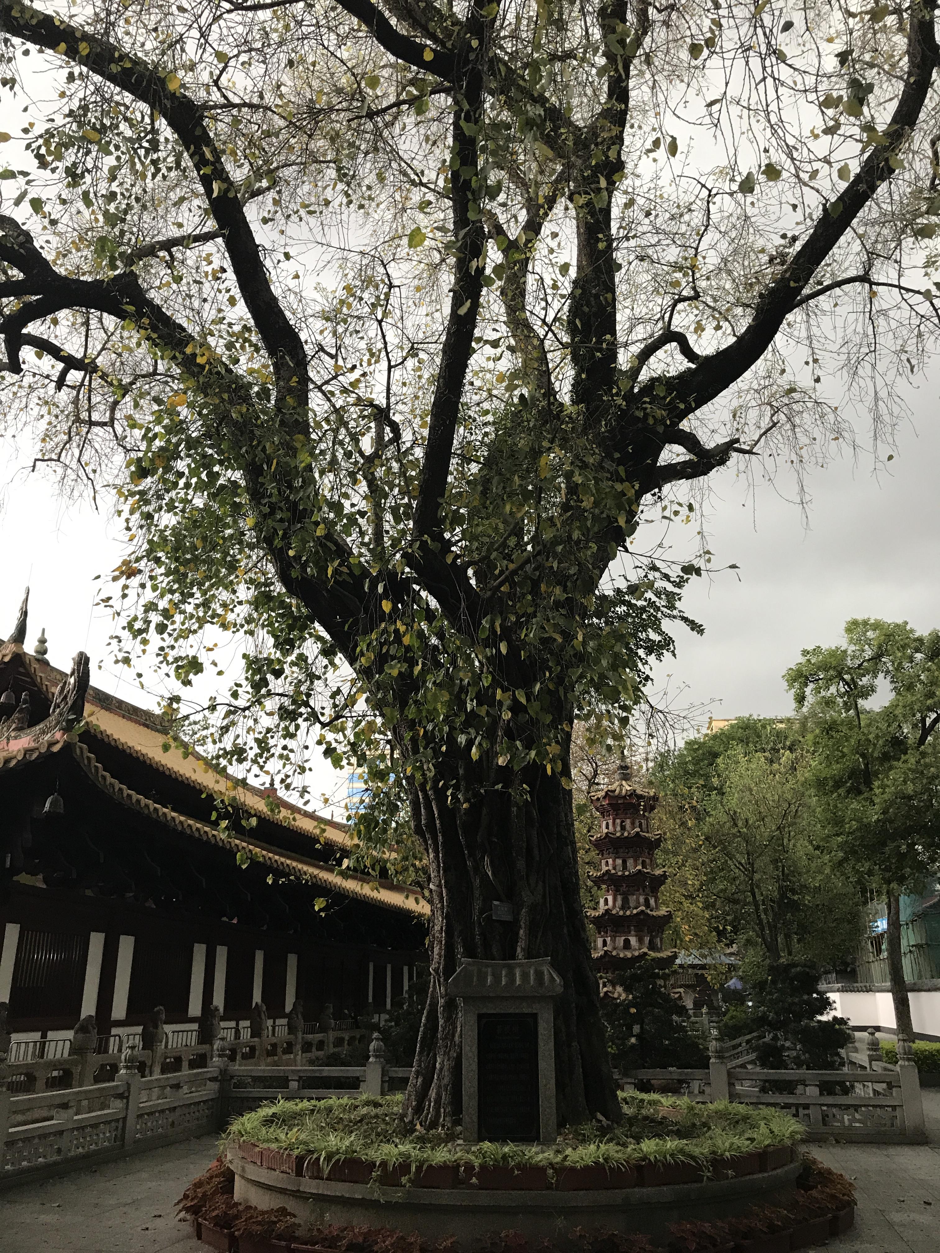 廣州光孝寺攻略,廣州光孝寺門票/遊玩攻略/地址/圖片/門票價格【攜程