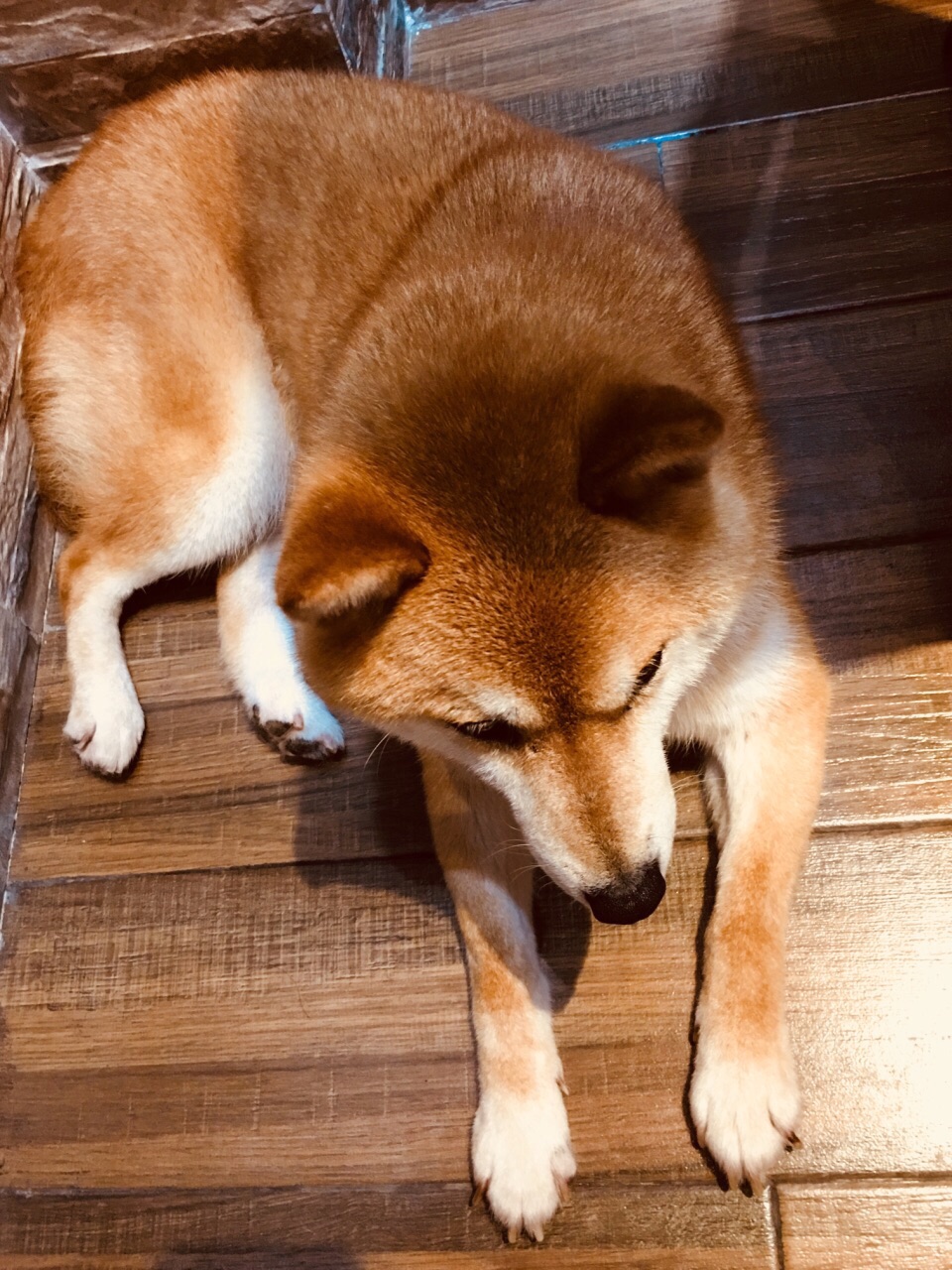 黑黑壮壮的外表下 特别憨厚 喜欢坐在人脚上 快一百斤的大家伙 撒起娇