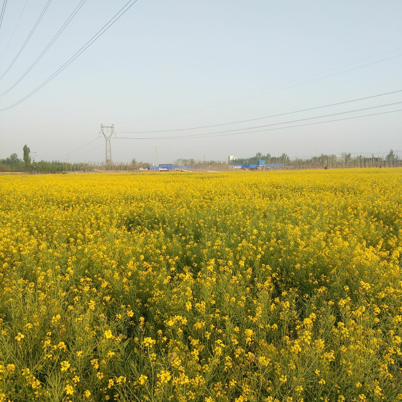 地址(位置,怎么去,怎么走):  河北省沧州市泊头市