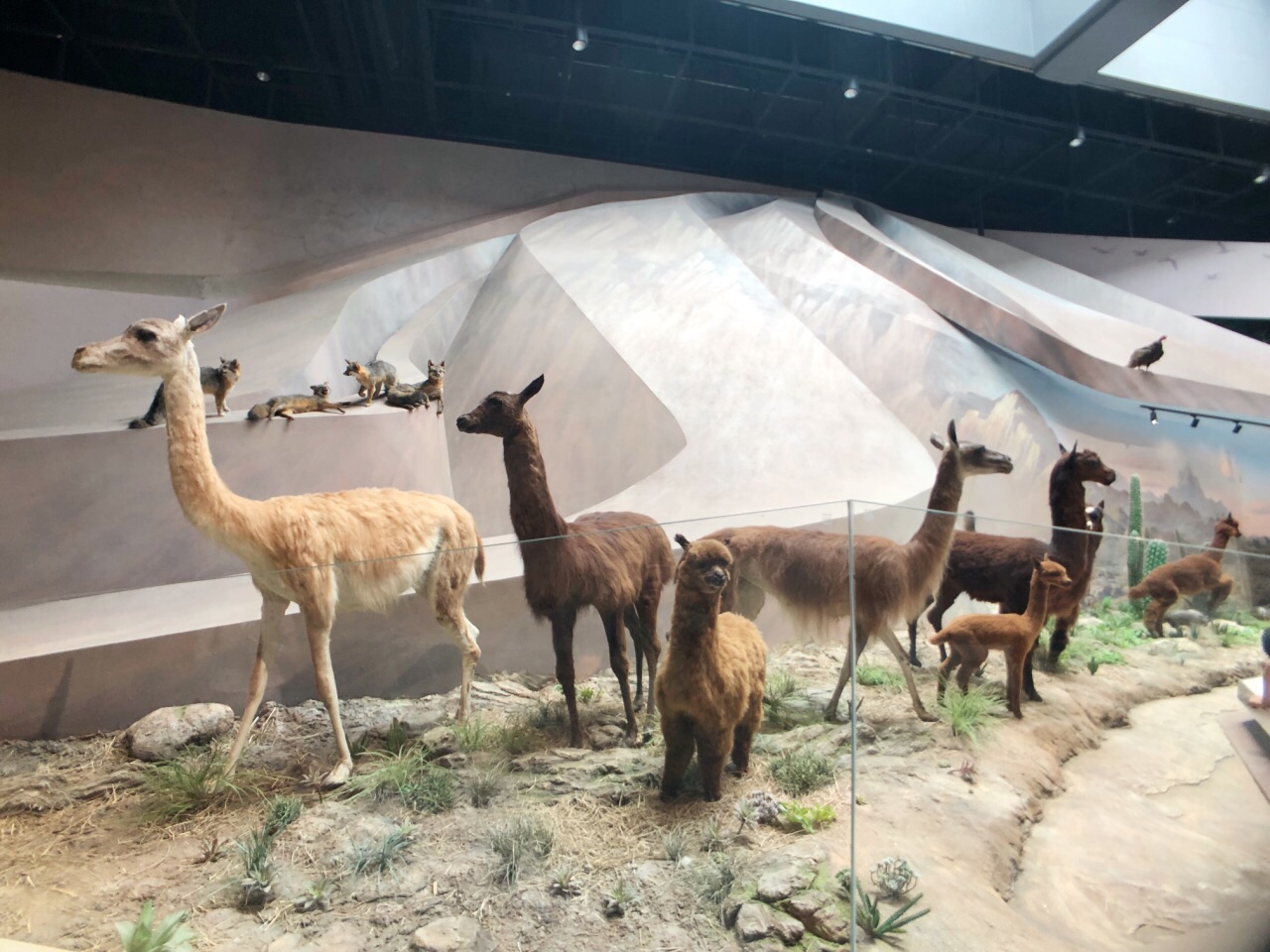 武汉自然博物馆·贝林大河生命馆