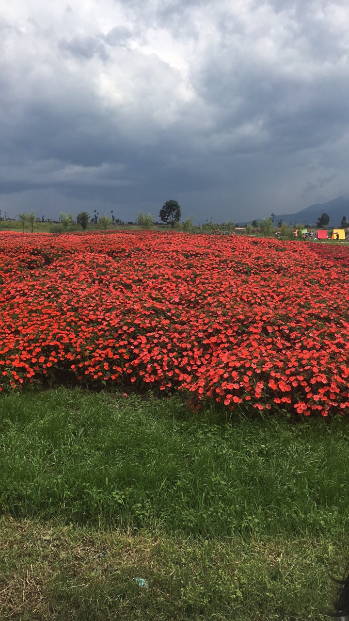 云海芳草千亩花卉博览园