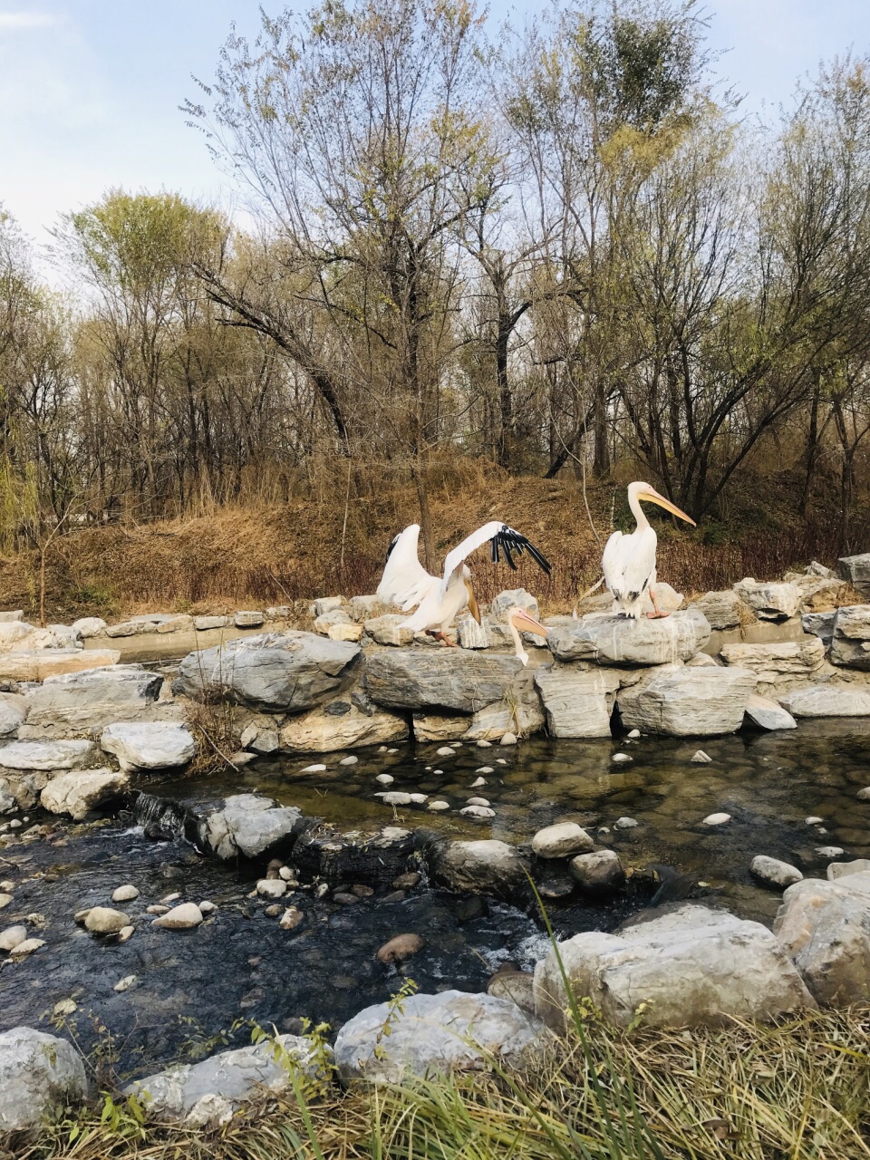 北京野生動物園