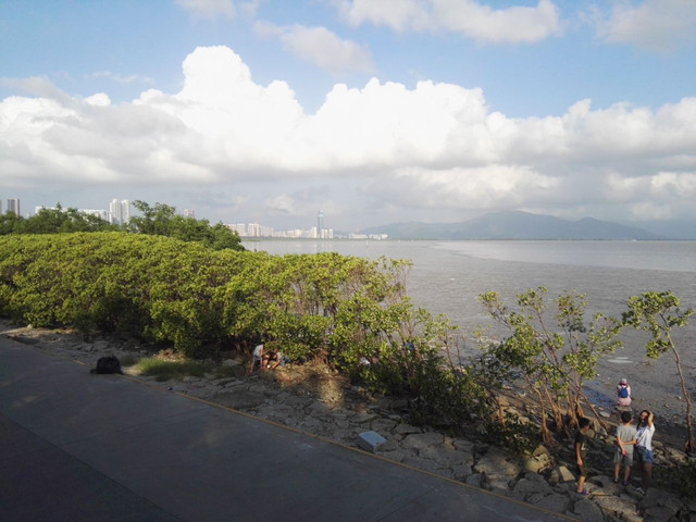深圳红树林公园
