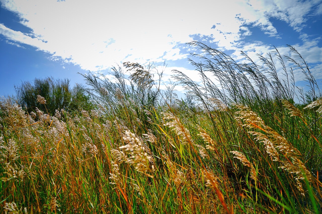 腾格里沙漠湿地金沙岛旅游区