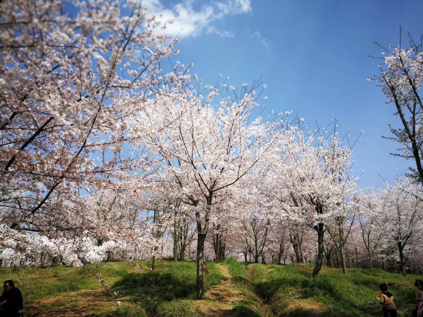 贵州樱花园