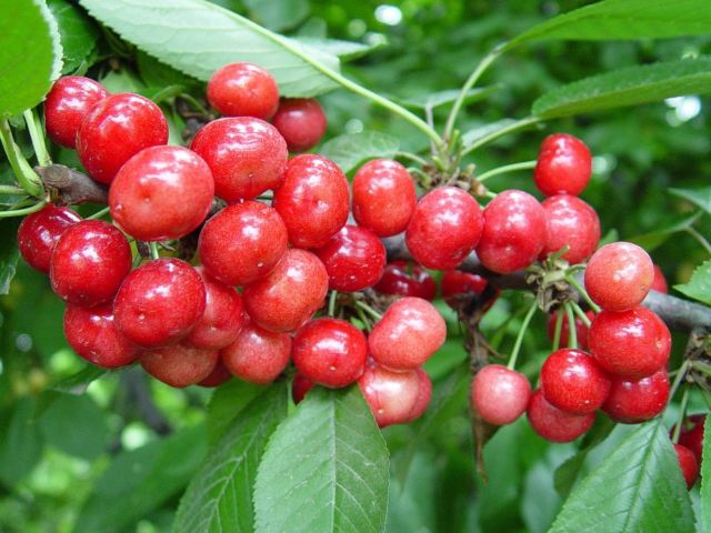 樱桃山旅游景区