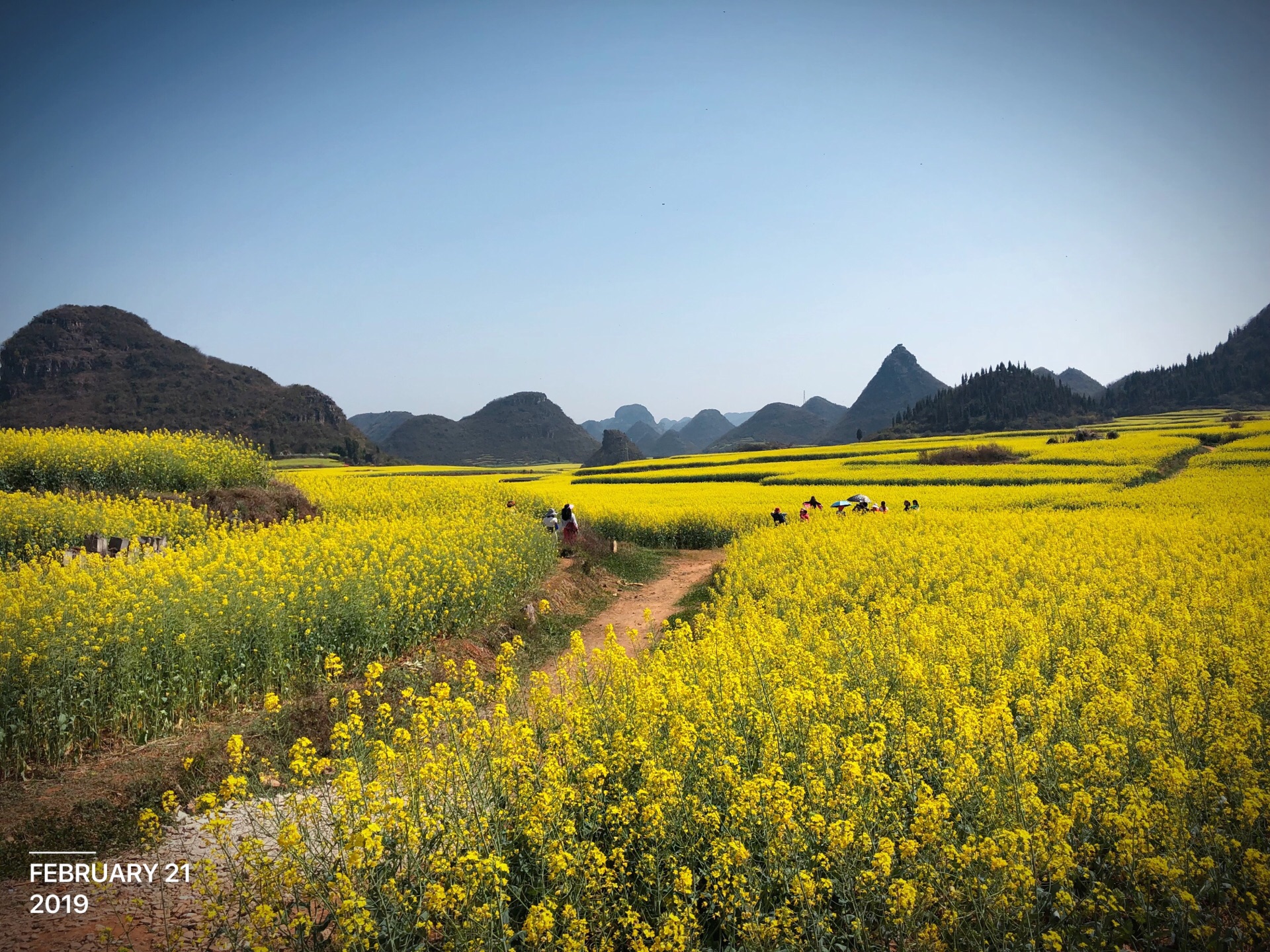 2021罗平油菜花景区-旅游攻略-门票-地址-问答-游记点评，罗平旅游旅游景点推荐-去哪儿攻略