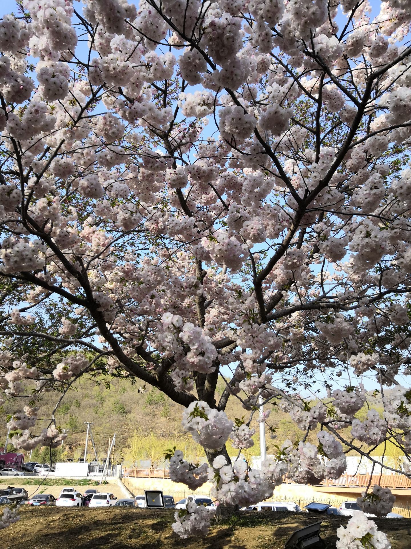 武汉东湖樱花园，此时樱花盛开，如梦似幻，让我们赴一场繁华盛宴_人们_湖水_世界