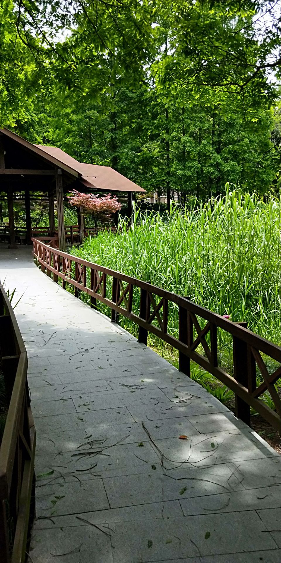 2022塘桥公园-旅游攻略-门票-地址-问答-游记点评,上海旅游旅游景点