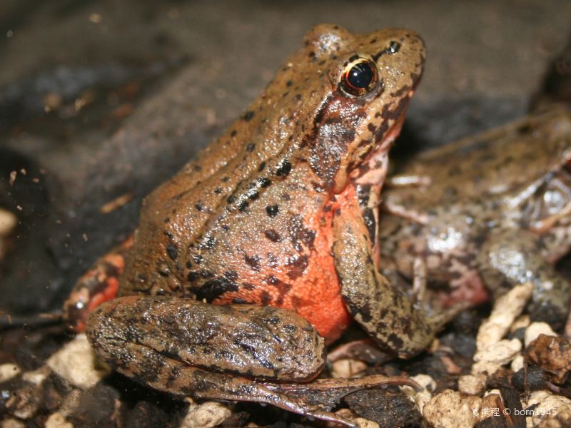 frogpondwetlandpreserve