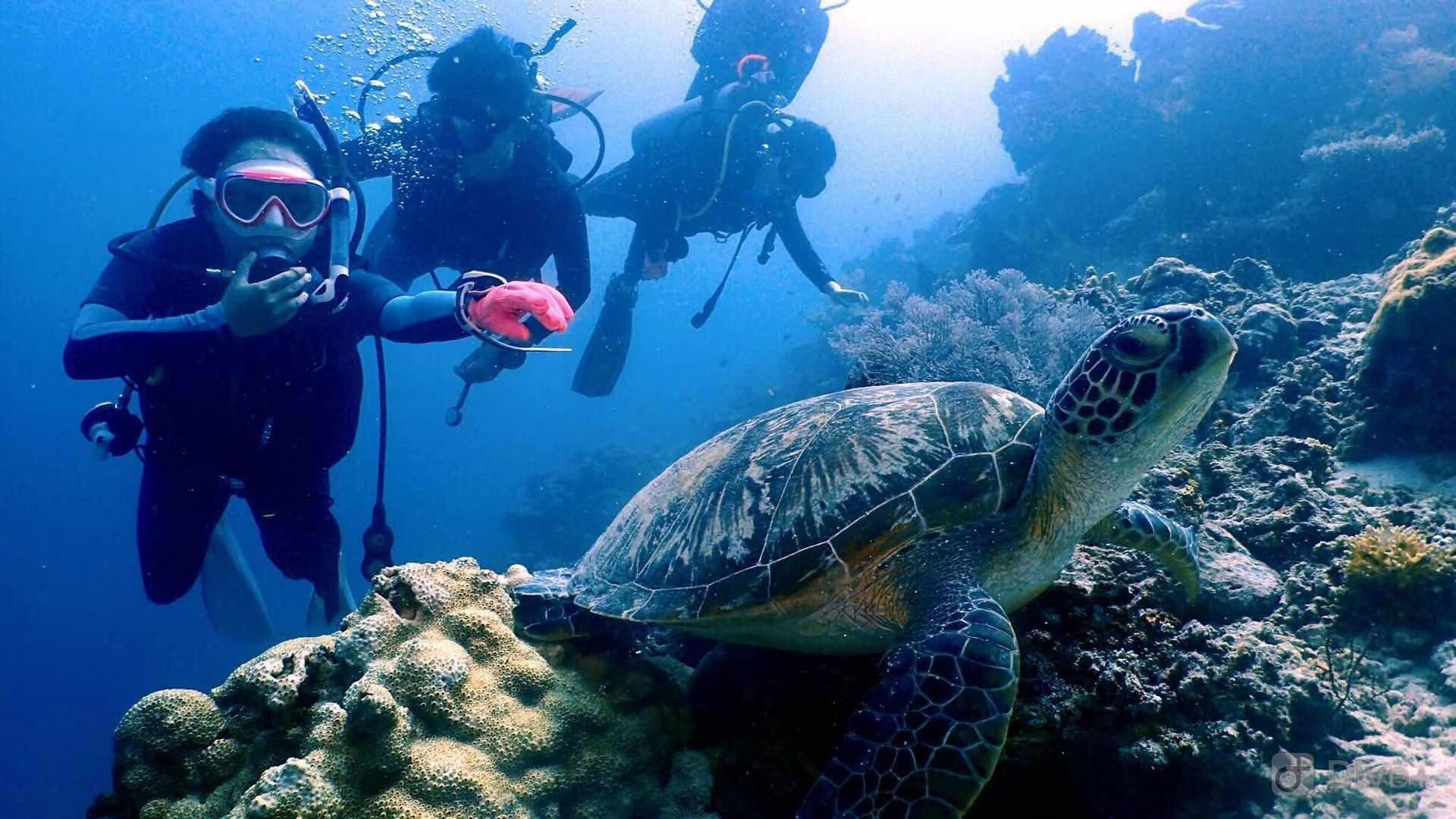 大堡礁潜水景色全记录-东方生活-东方网