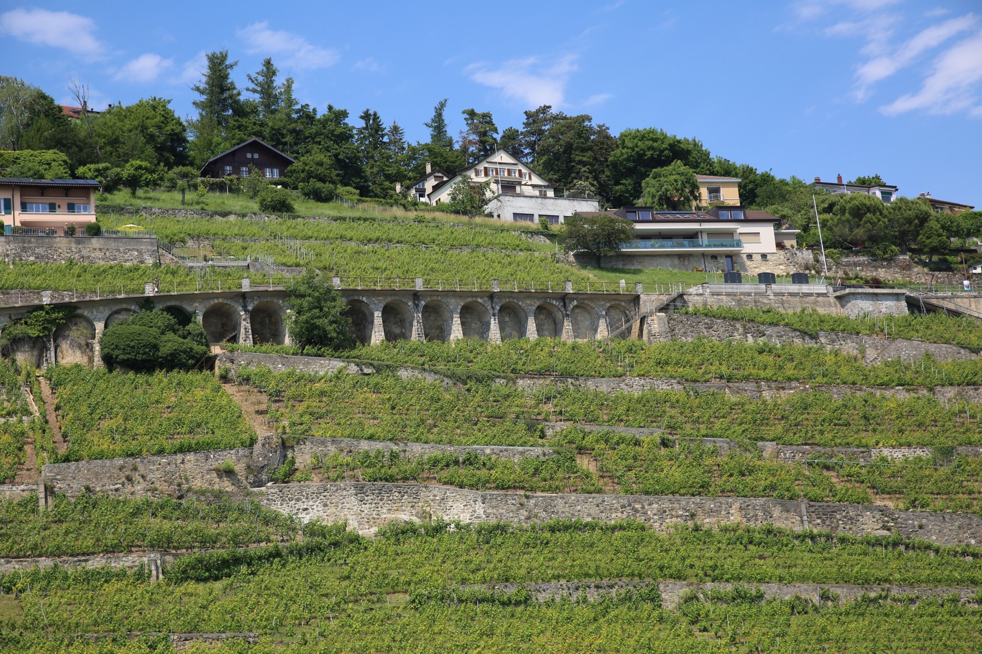 巴罗洛葡萄酒之间山和绿色葡萄园在皮埃蒙特图片下载 - 觅知网