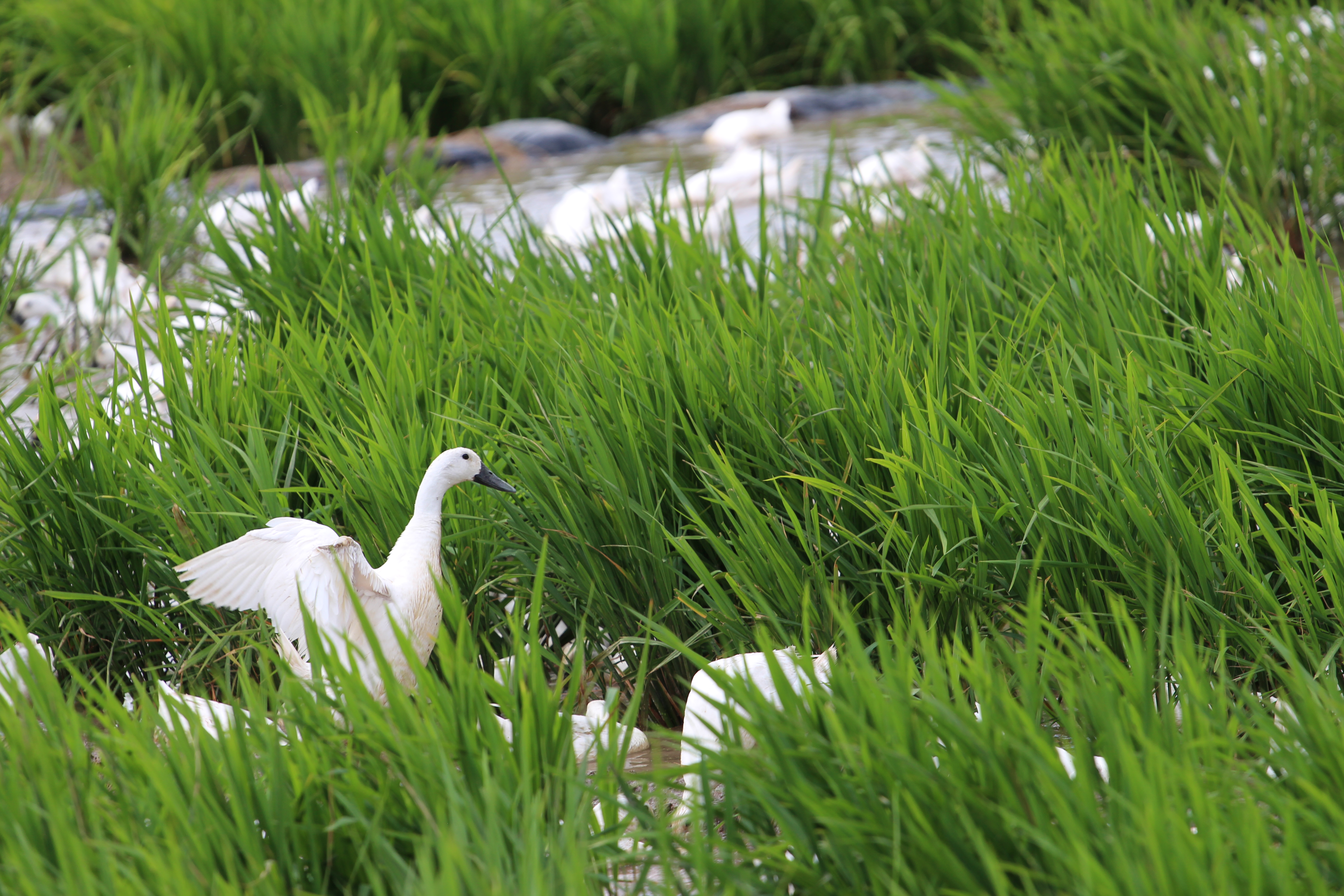 连城白鸭哪家好吃实惠