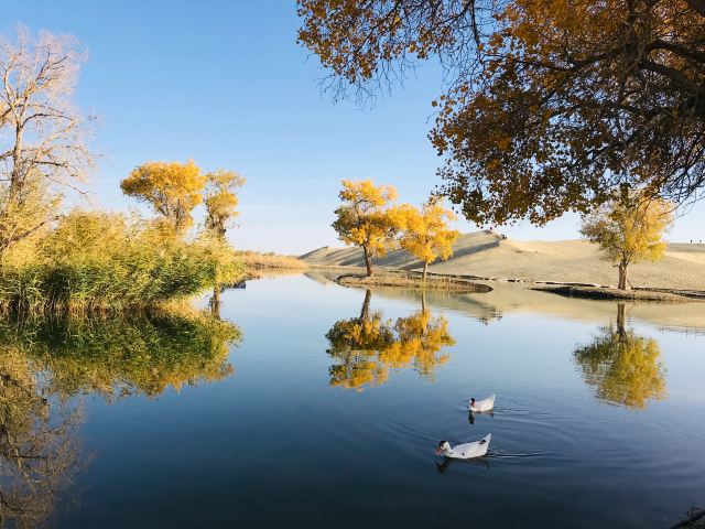 世界胡杨森林公园