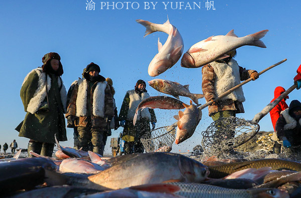 游东北不容错过的全鱼宴 只有查干湖才正宗 还是非物质文化遗产 松原游记攻略 携程攻略