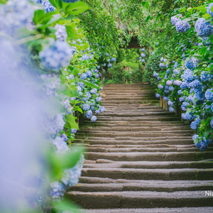 念行霓虹 叁 关东乱步 微醺仲夏入夢紫陽 日光 箱根 伊豆半岛 镰仓の旅 关东地方游记攻略 携程攻略