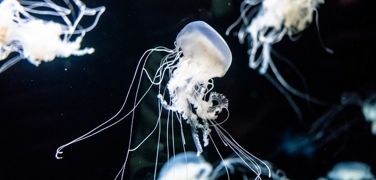 2023里斯本海洋馆游玩攻略,因为这里是欧洲最大的海洋生...【去哪儿攻略】