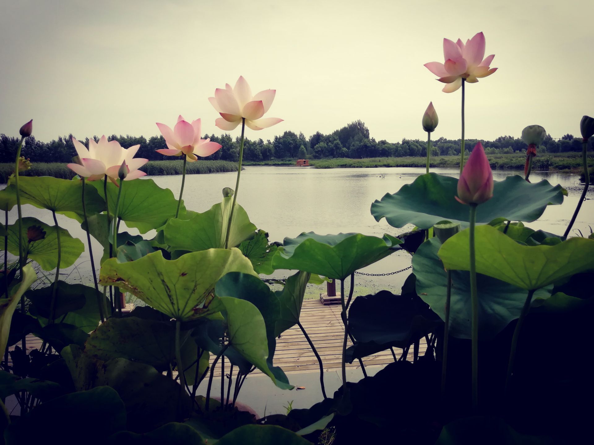台儿庄运河湿地公园：万亩荷花盛开 朵朵美不胜收_山东频道_凤凰网