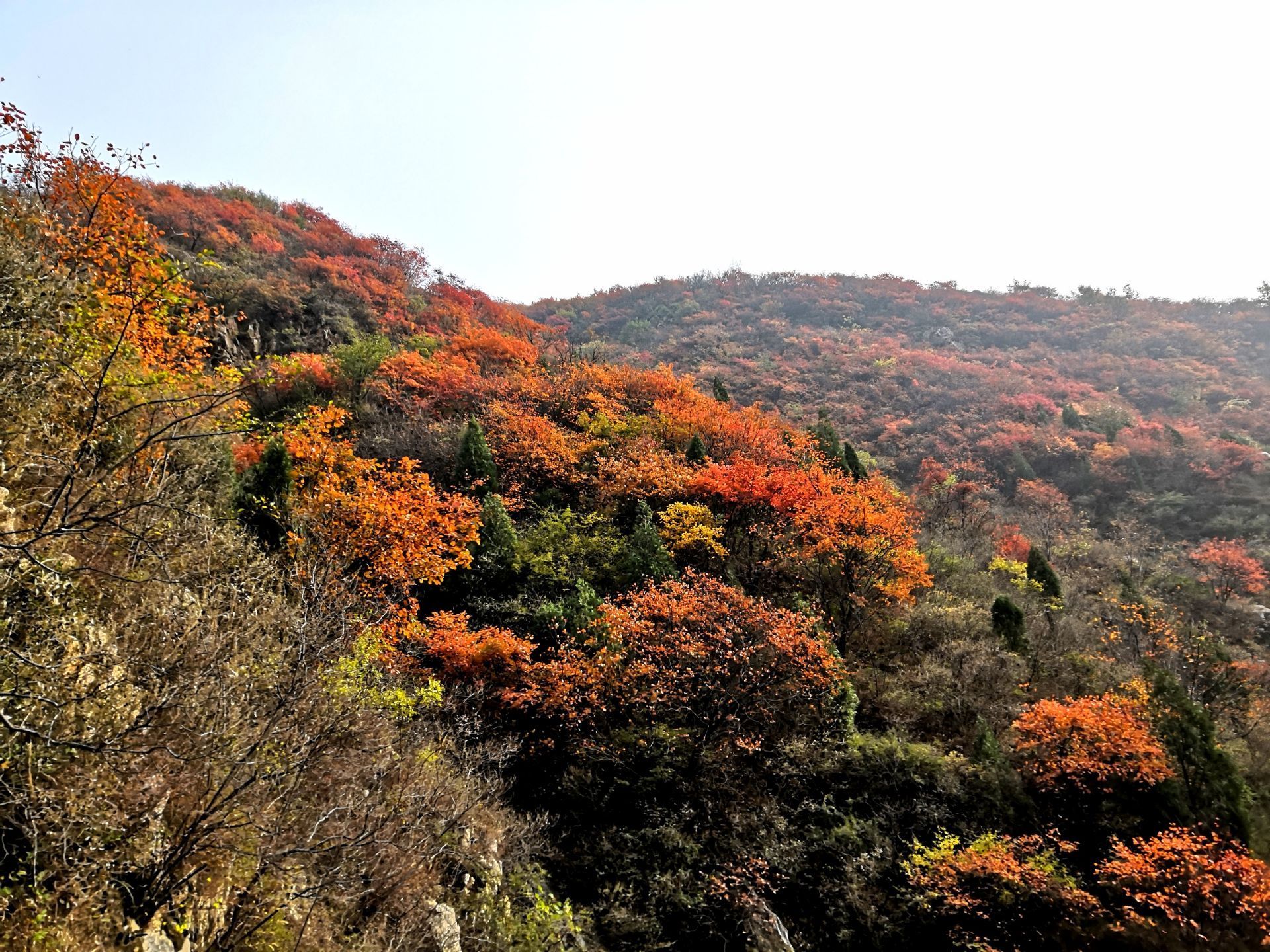 【携程攻略】禹州大鸿寨风景区景点,风景还不错，这个季节适合去看红叶，这里漫山遍野的红叶比山花还烂漫…