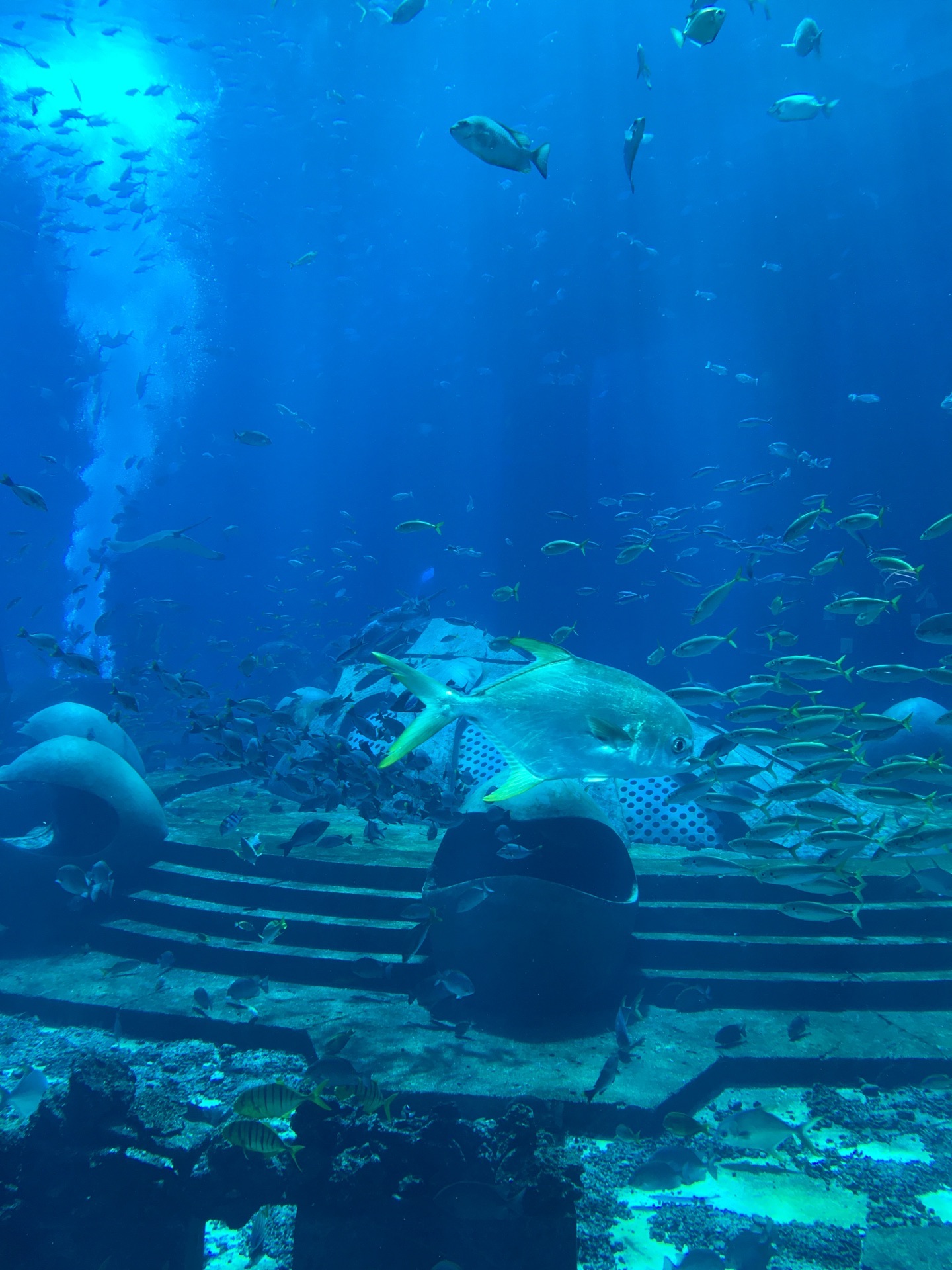 三亚亚特兰蒂斯失落的空间水族馆
