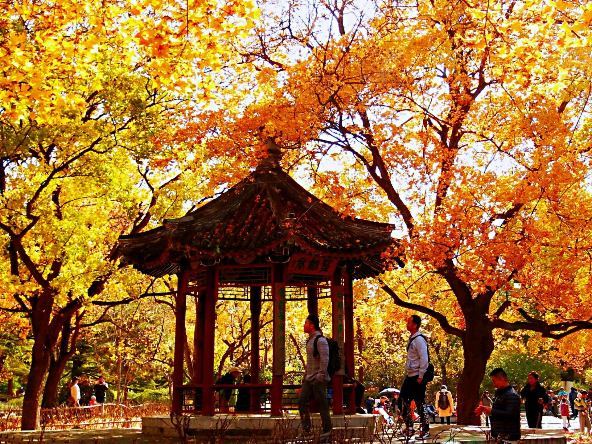 北京的秋：去地坛公园，赏银杏、跑步、吃鸡！ - 知乎
