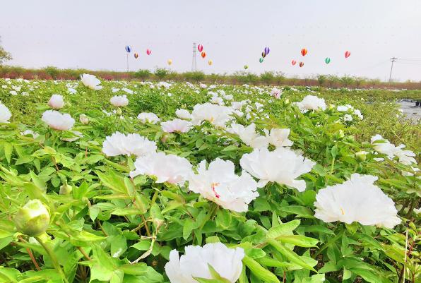 南京金陵國卉牡丹園攻略-金陵國卉牡丹園門票價格多少錢-團購票價預定