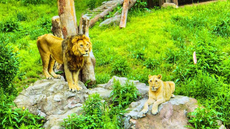 寧波雅戈爾動物園攻略-雅戈爾動物園門票價格多少錢-團購票價預定優惠