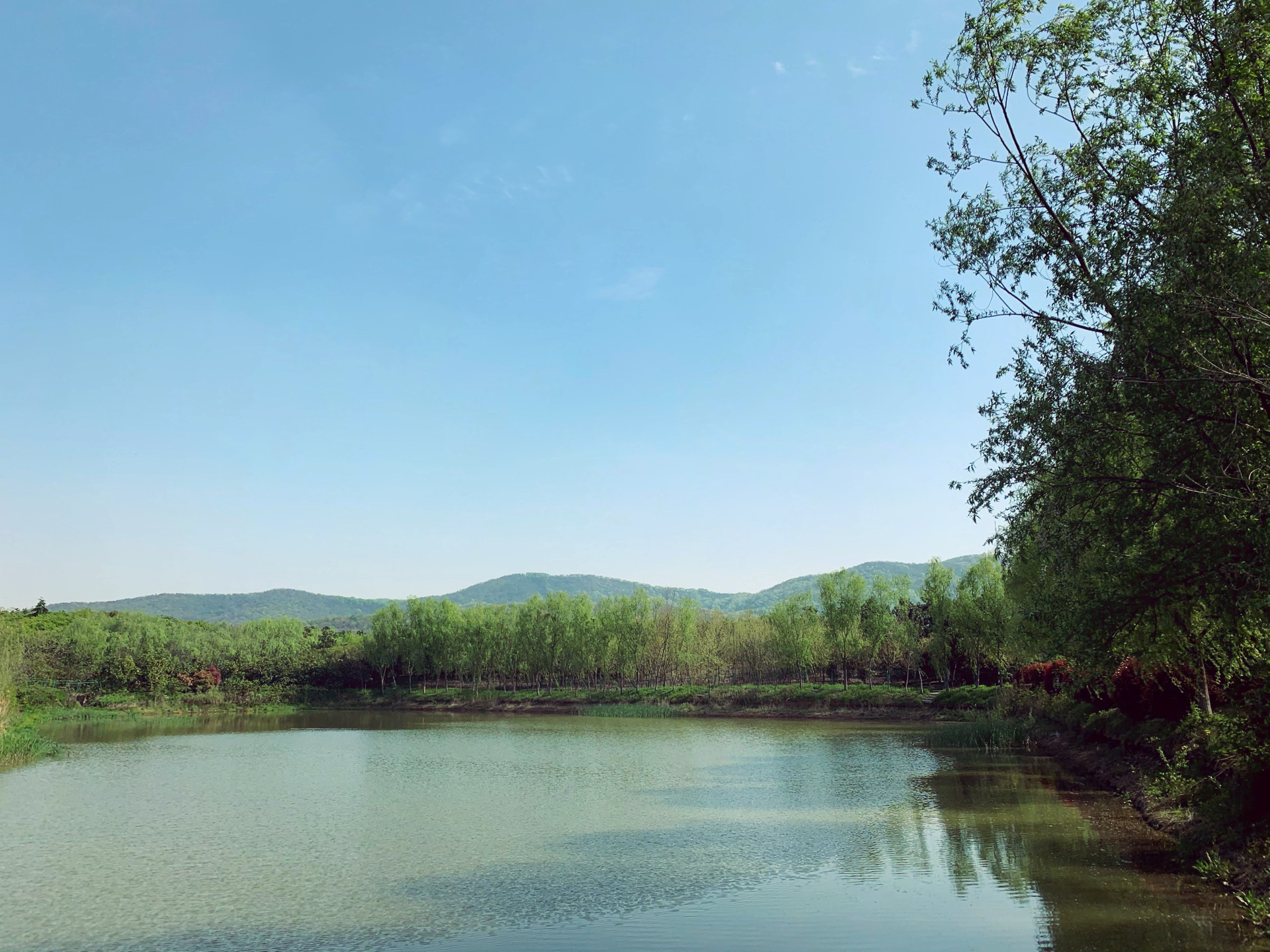 位于南京江浦老山附近的大堰水库旁有个"水墨大埝",最近来这里了好几