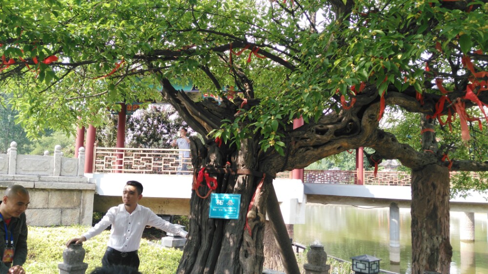 杜康仙庄门票图片