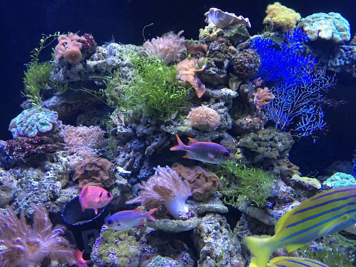 大连圣亚海洋世界