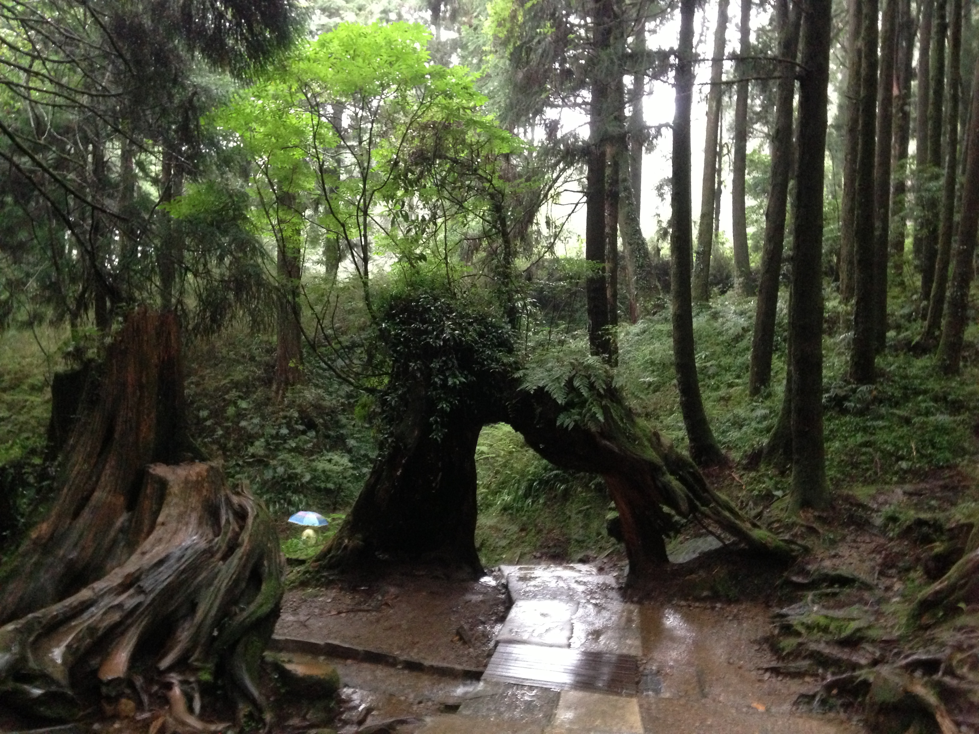 2023丰山观景台游玩攻略,.都是此起彼伏的蛙叫声,但.【去哪儿攻略】