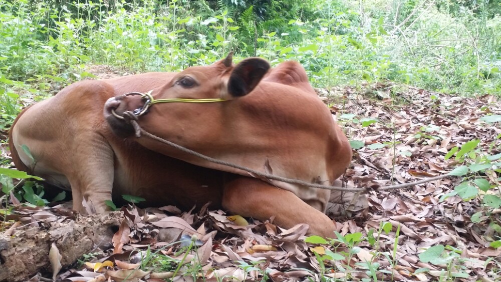 广西烟霞山风景区