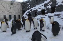 水菱环球之旅の北海道行旭川动物园抱企鹅🐧