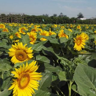 水生木农场   分 1条点评 景点 农场 娱乐点 民风民俗 距景点1.2km