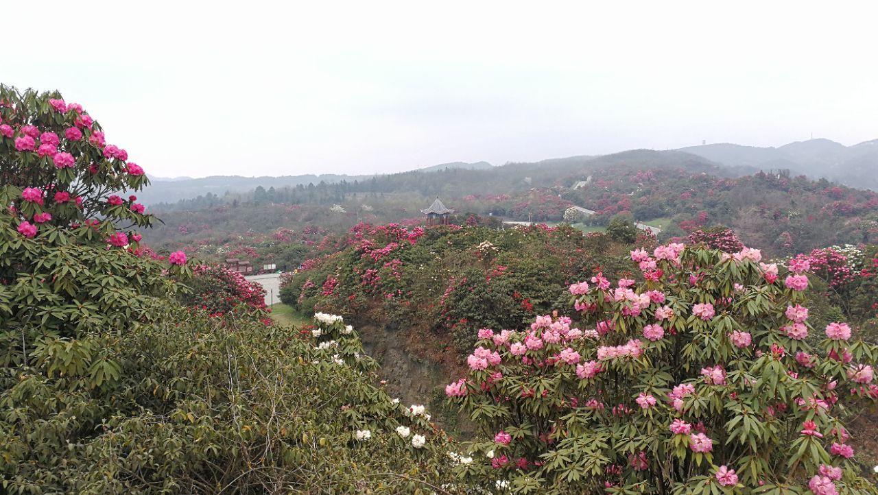 百里杜鵑風景區