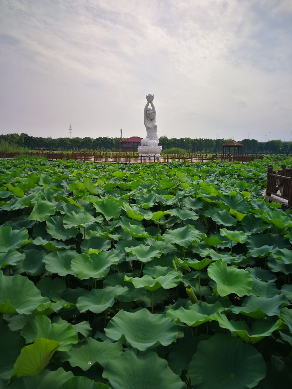 荷塘月色湿地公园