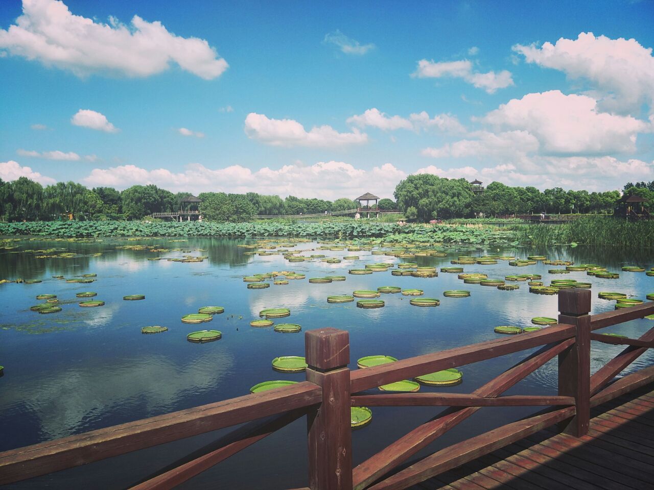【携程攻略】苏州荷塘月色湿地公园好玩吗,苏州荷塘月色湿地公园景点
