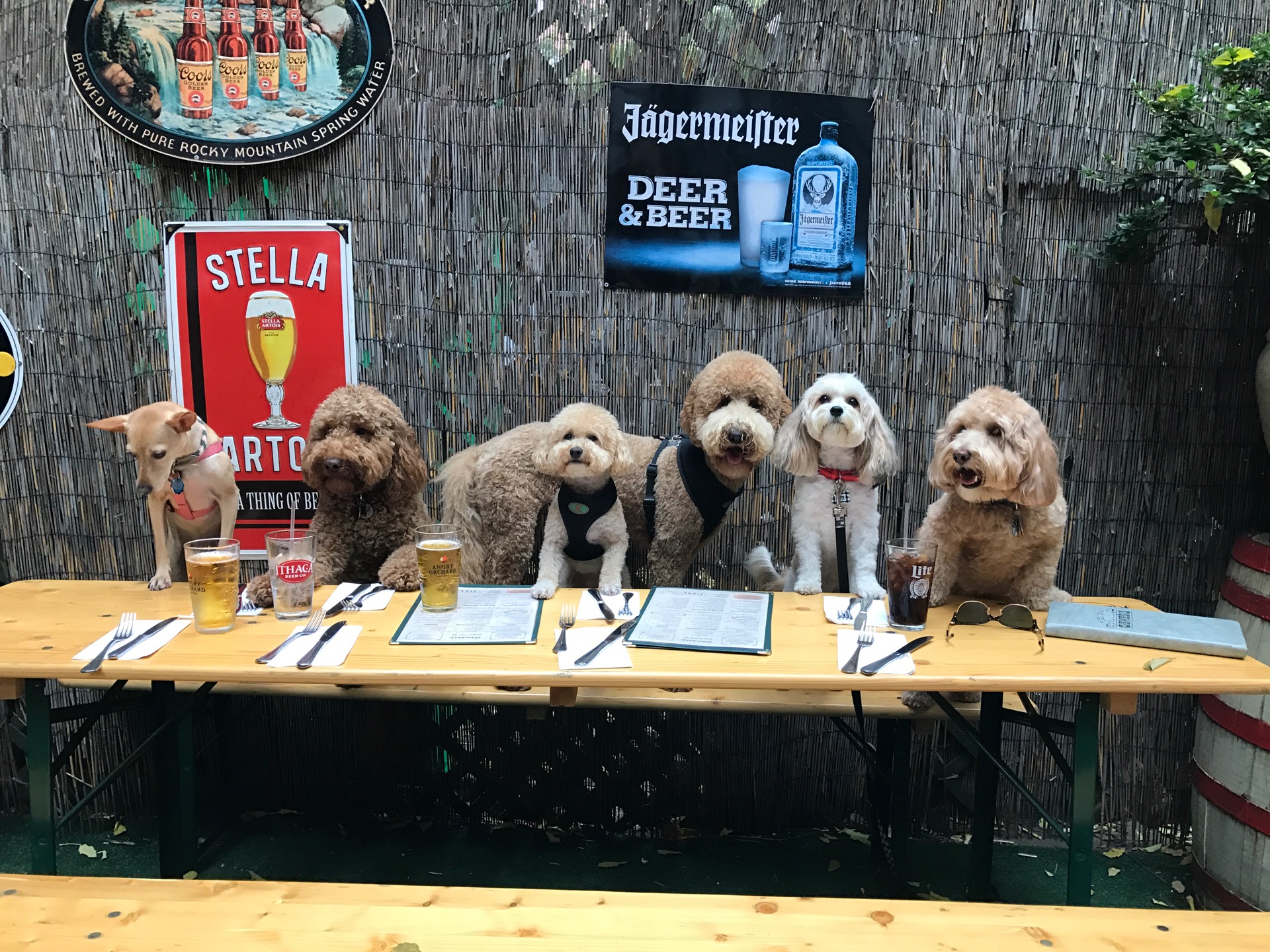 genesis bar and restaurant