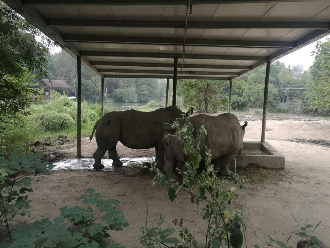 【攜程攻略】寧波雅戈爾動物園好玩嗎,寧波雅戈爾動物園景點怎麼樣