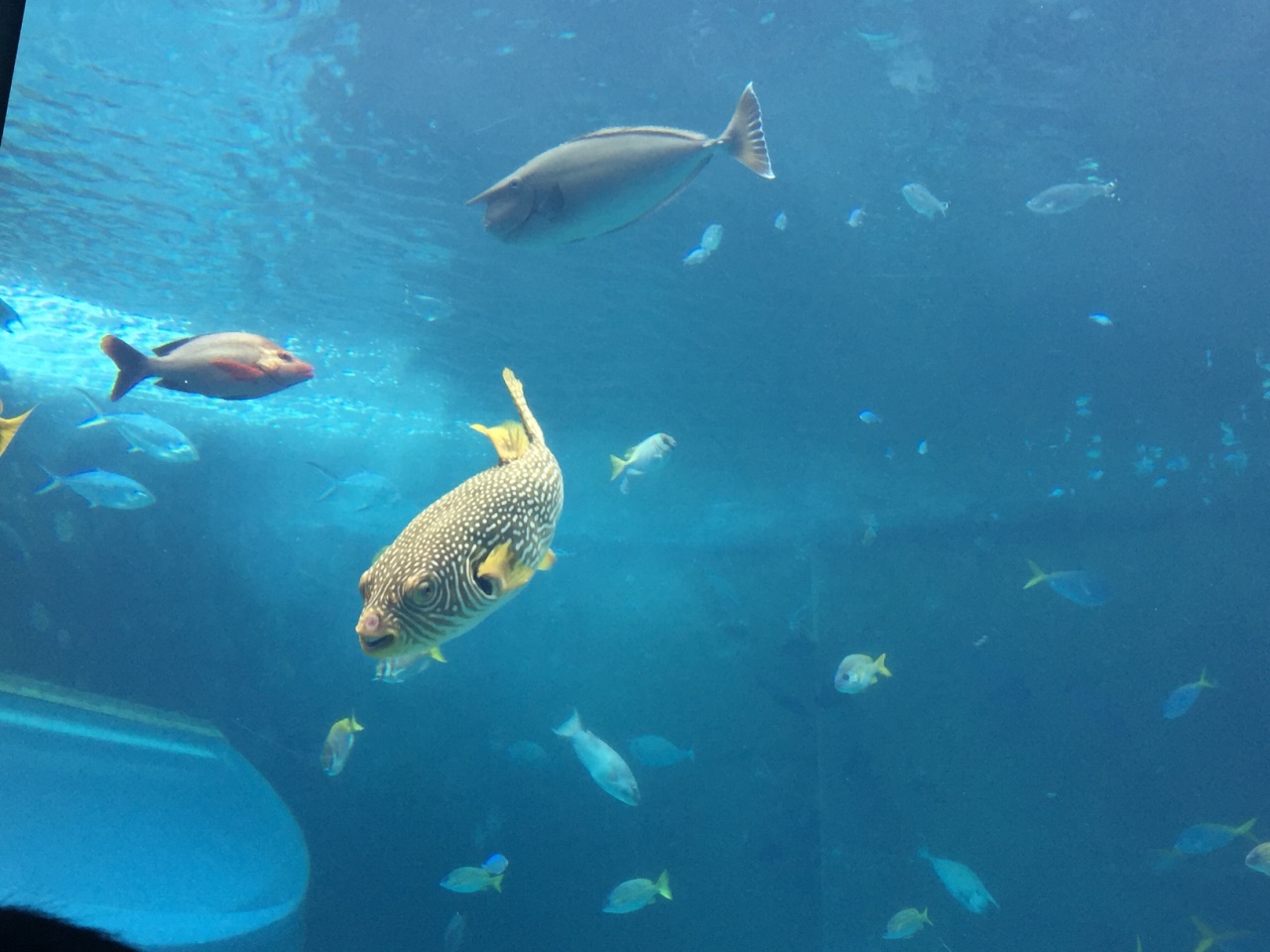 日本冲绳万座毛 古宇利岛 冲绳美丽海水族馆 海洋博公园 北谷町美国村