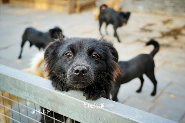 12.5农庄,距离北京市区最近有动漫主题房的农