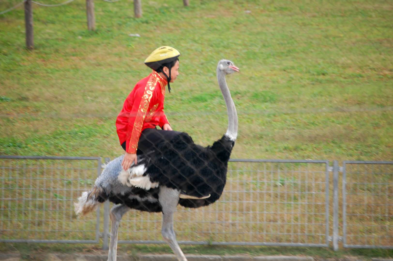 【携程攻略】上海上海野生动物园赛狗竞技场景点,一共四场比赛,分别是