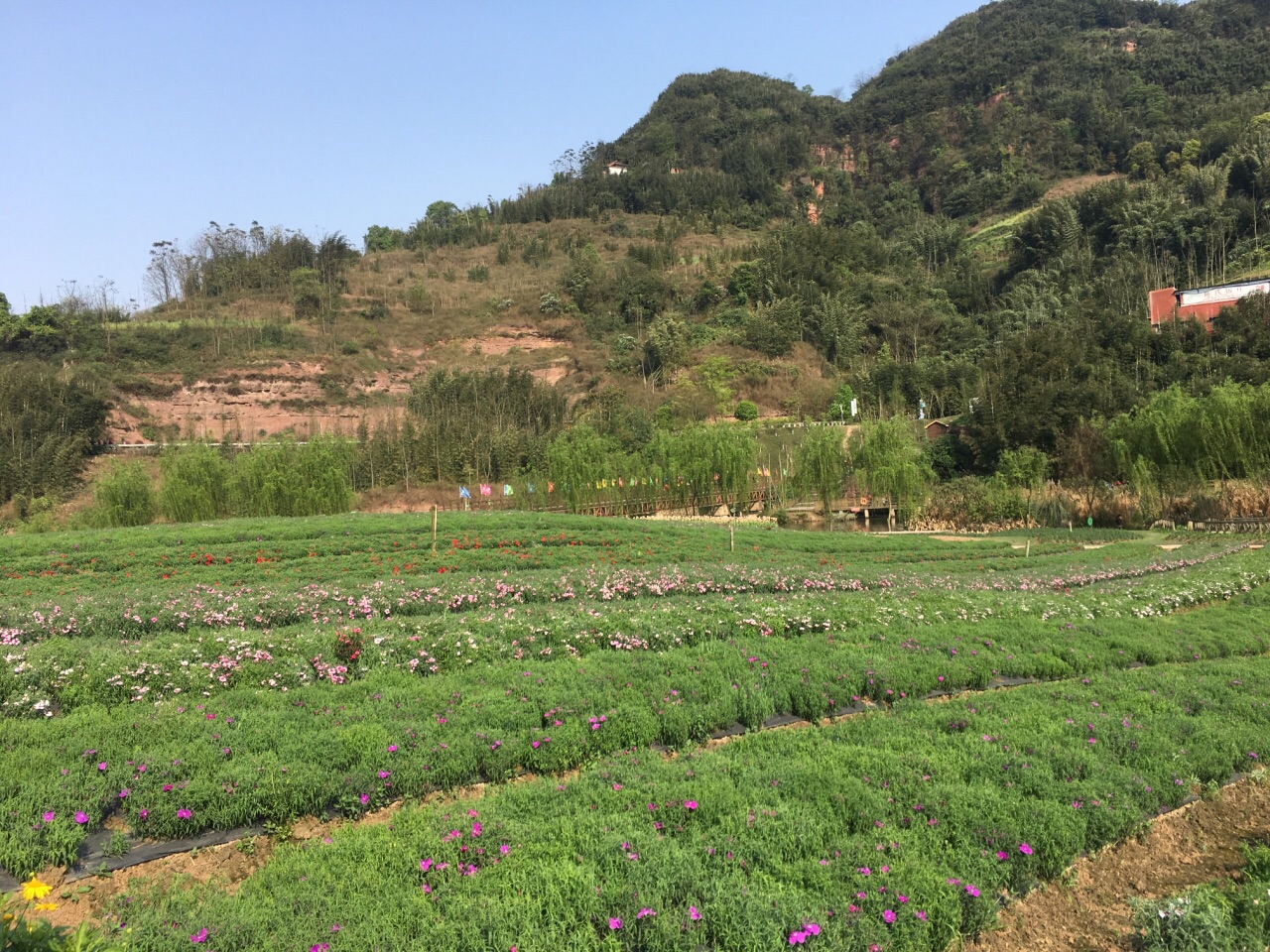 瀘州清溪谷旅遊區61花田酒地景區好玩嗎,瀘州清溪谷旅遊區61花田