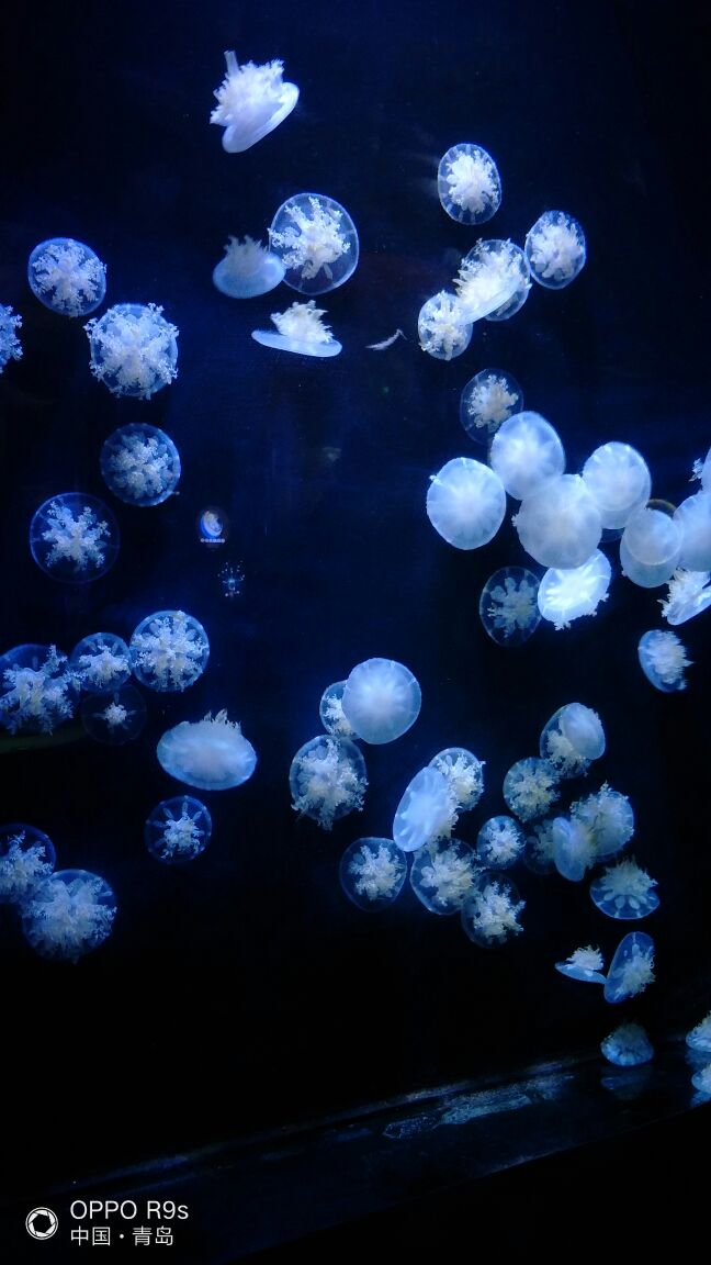 【携程攻略】青岛青岛海底世界景点,水母馆最美了,后边的一般般,不过